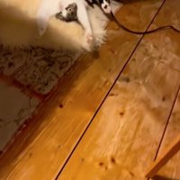 ストーブ前に猫