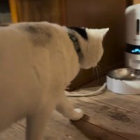 給餌器へ駆け寄る猫