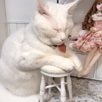 ドール部屋にいる猫