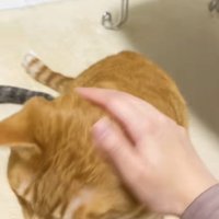 飼い主に撫でられて下を向く茶トラ