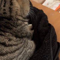 座っている猫の前足