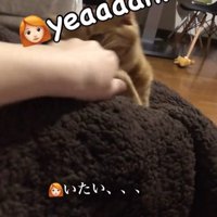 飼い主の手を甘噛みする猫