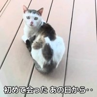 振り向く猫
