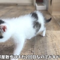 テロップ「お部屋散歩はまだ～」