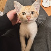 飼い主の膝の上に乗る子猫