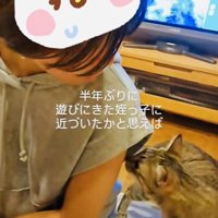 姪の脇の匂いを嗅ぐキジトラ猫