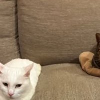 ソファーにいる猫たち