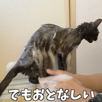 「でもおとなしい」のテロップ写真