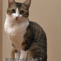 お座りしている猫「にらめっこですか？」