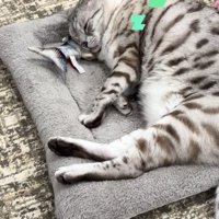 再び目を閉じて眠る猫