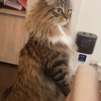 手をつく猫
