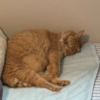 寝ている茶トラ猫