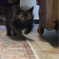 スタートダッシュでぶれる猫2