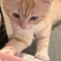 歯ブラシを触る猫