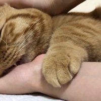 飼い主に頭を撫でられて声をあげる猫