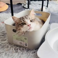 収納ケースに入るミヌエット