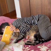 しっぽを動かす猫