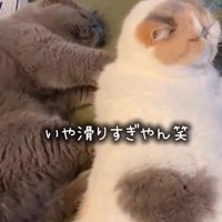 横になって白茶猫の背中を押す猫（いや滑りすぎやん笑）