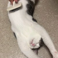 お腹のブラッシング