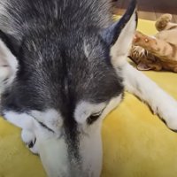 犬と子猫