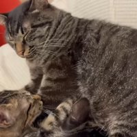 お腹をフミフミ