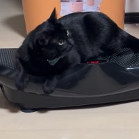 ブルブルマシンに乗る黒猫2