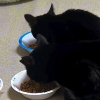 器に顔を近づけてごはんを食べる黒猫の親子