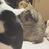 拳が顔に当たった猫