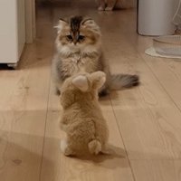 ロボを警戒する猫