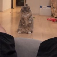 脚を凝視する猫