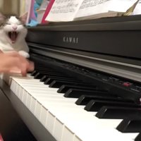 あくび