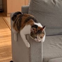 ソファーにいる猫