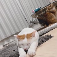 前足を伸ばして寝る猫