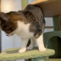 立ち去る猫