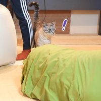 ドン引きする猫