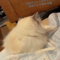 冷感マットの上に寝転がる猫