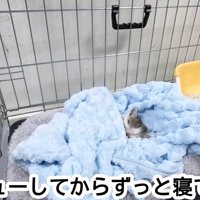 タオルの中で寝ている子猫