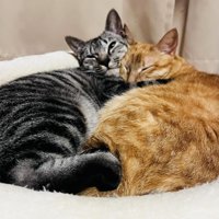 くっついて寝る2匹の猫