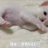 横になって毛づくろいしている子猫