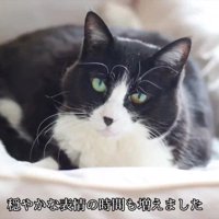 猫ベッドにいる猫