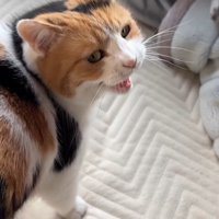 鳴く姿