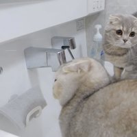 洗面台に猫が2匹いる写真1