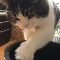 左前足を開きながら炊飯器の釜の中に入れている猫
