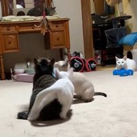 キジトラ猫の上に乗る白い子猫