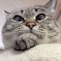 自分の手にあごをのせる猫