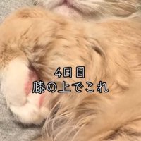 飼い主の膝の上の猫