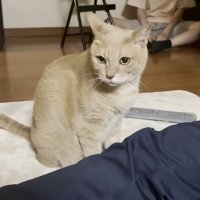 猫ちゃんと黒いズボンの脚（奥に娘さん）