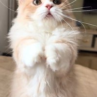立っている猫