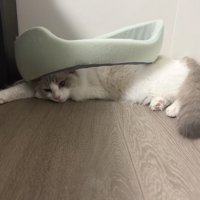 ペット用ベッドを背中に乗せてくつろぐ猫