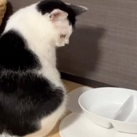見つめる猫